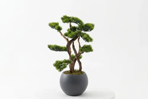 Bonsai, On Dallı, Antrasit Saksı, 100 Cm