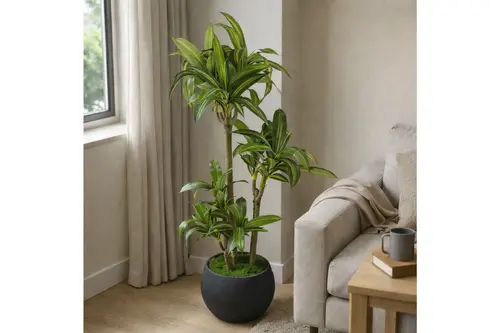 Yapay Masengena Ağacı, 3 Gövdeli, 160 Cm