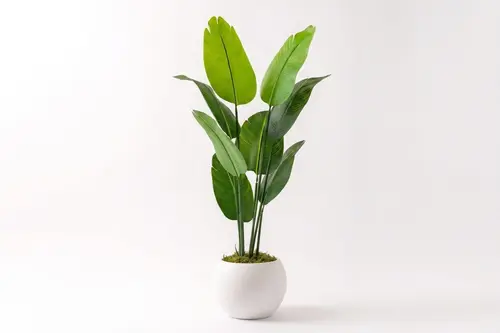 Starliçe Ağacı, 160 Cm