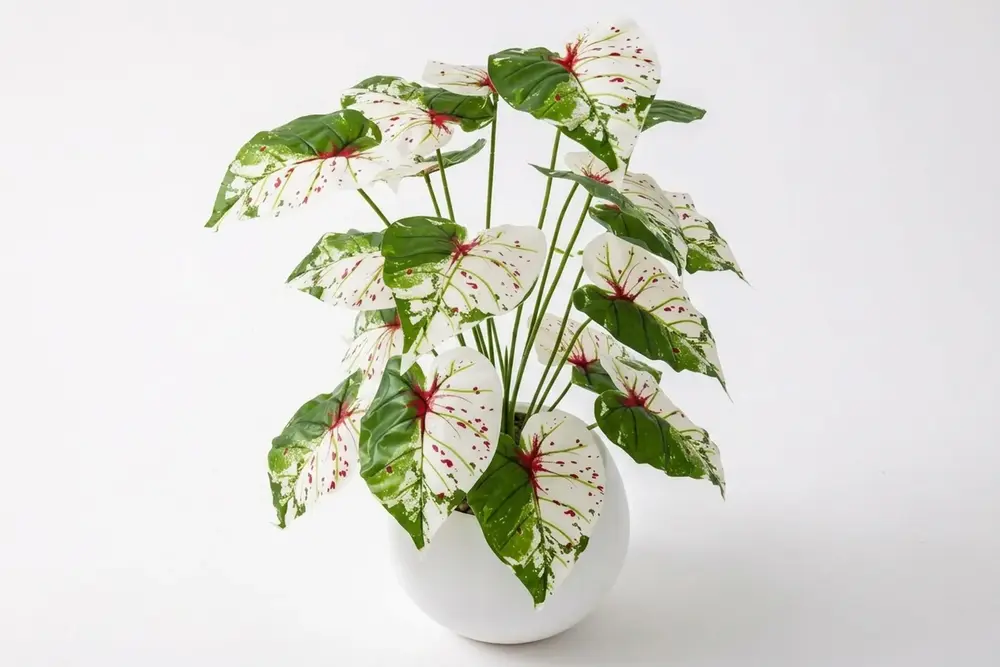 Monstera Albino, Küre Saksı, 65 Cm