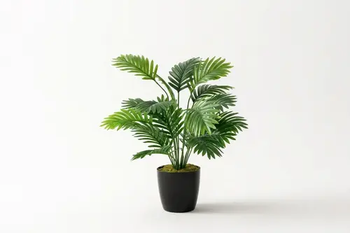 Areka, On Sekiz Dallı, 80 Cm
