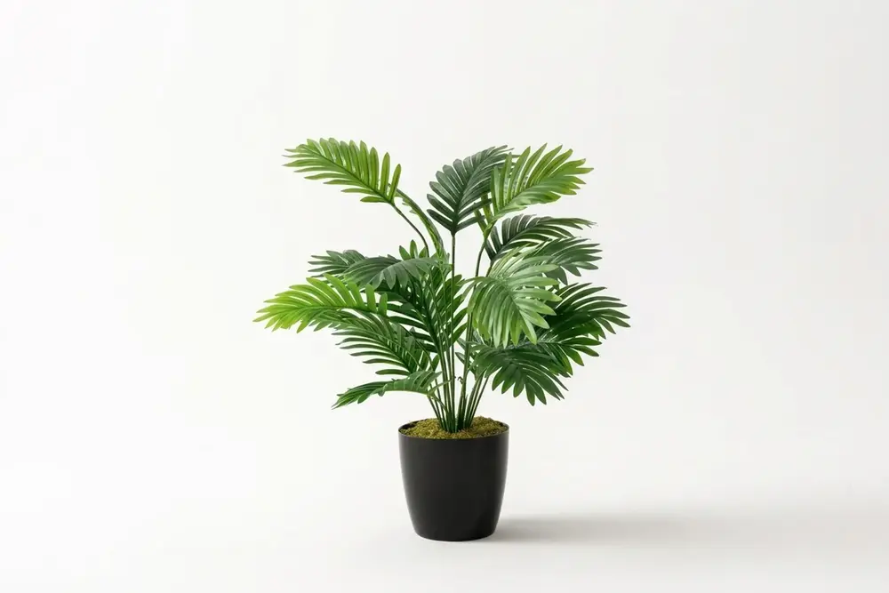 Areka, On Sekiz Dallı, 80 Cm